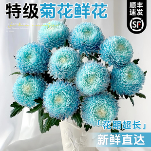 菊花鲜花青花瓷牡丹菊花鲜切花卉吸色菊室内水培插花云南基地直发