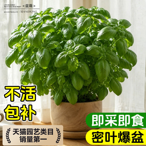 【即摘即长】罗勒盆栽大密叶可食