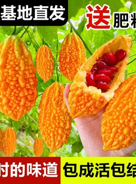 赖葡萄苗种子四季种植香甜口感