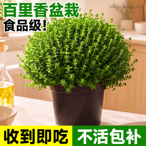 5A香草盆栽大全收到即食不活包补