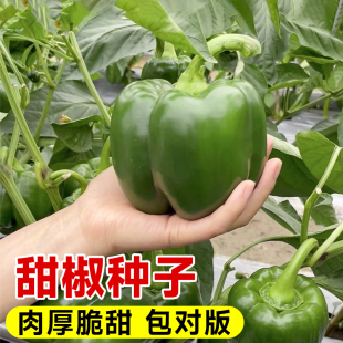 种孑皮薄特香 水果甜椒种籽大全七彩菜椒种子正宗高产新鲜蔬菜四季