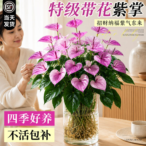 6A特级带花发货水培紫掌四季好养