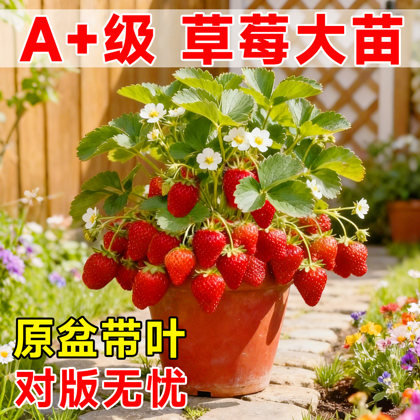 【包对版】草莓大苗盆栽