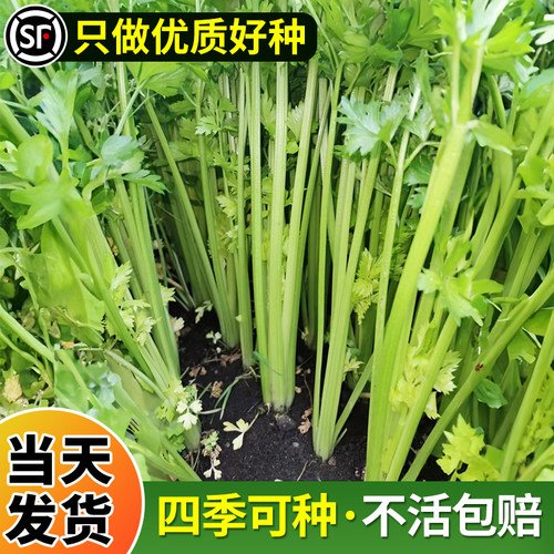 四季小香芹家庭种植盆栽种子大全