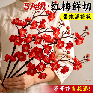 红梅干枝水培真花鲜枝水培植物室内好养花卉绿植物梅花家用插花