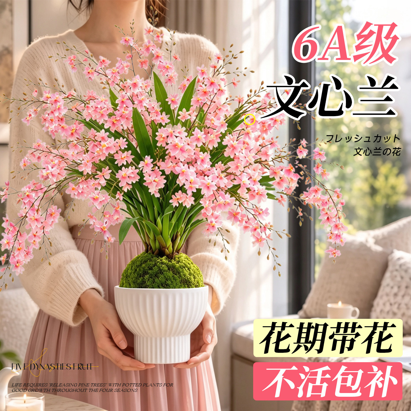 文心兰带花苞盆栽梦香兰花桌面室内浓香水培懒人适合养的花卉绿植