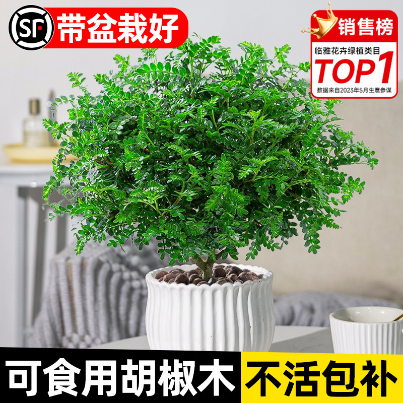 正宗清香胡椒木盆栽驱蚊草植物花卉室内外办公室绿植盆景老桩树苗