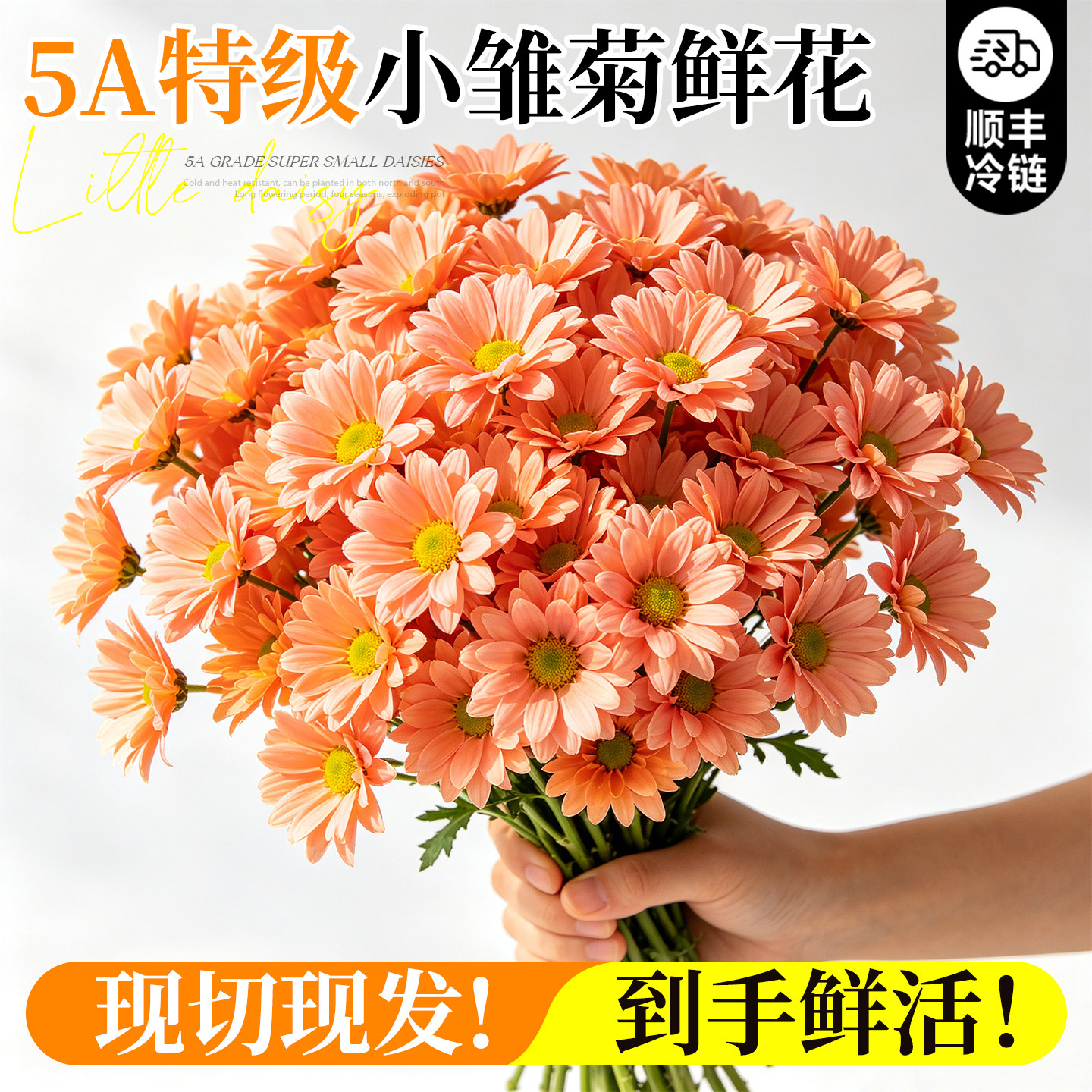 小雏菊鲜花云南基地直发插花鲜切花卉插瓶家用水培花束顺丰次日达