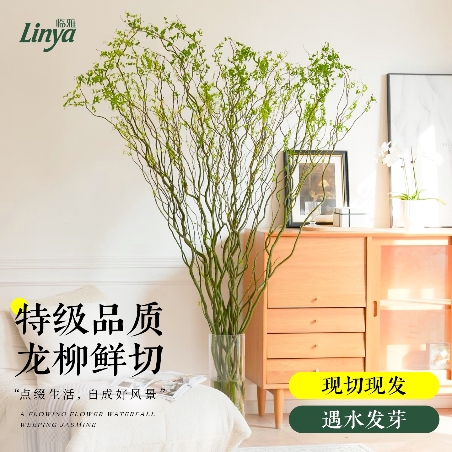 龙柳鲜枝水培植物室内好养绿植插花干枝雪柳切花水养客厅花卉盆栽