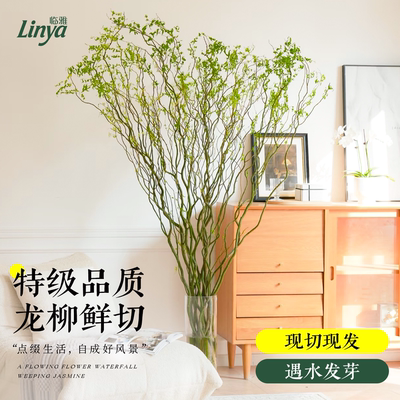 【5A特级】粗枝龙柳遇水发芽