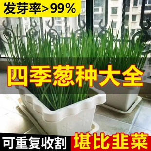 四季 小香葱种籽子小分葱种籽阳台盆栽种植红火葱种头蔬菜种孑大全