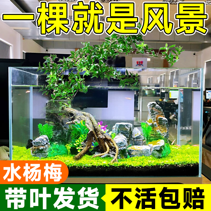 水杨梅鱼缸造景水杉挺水植物水培原生缸溪流缸飘枝老桩矮绿植盆景