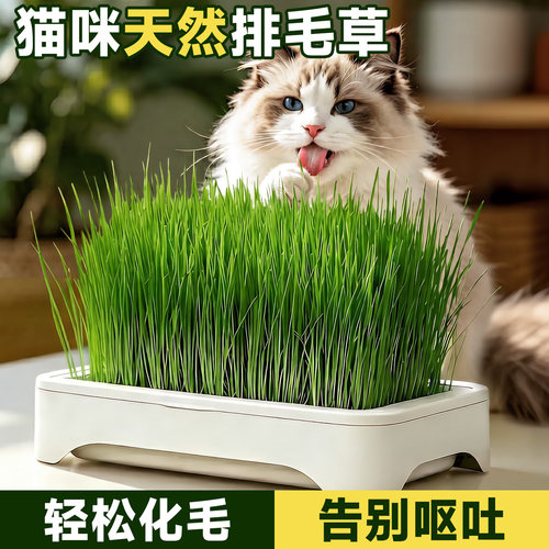 无土水培猫草种子催吐助消化