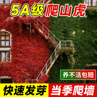 爬山虎爬藤植物爬墙虎苗树苗不落叶四季种子籽庭院爬藤蔓花卉盆栽