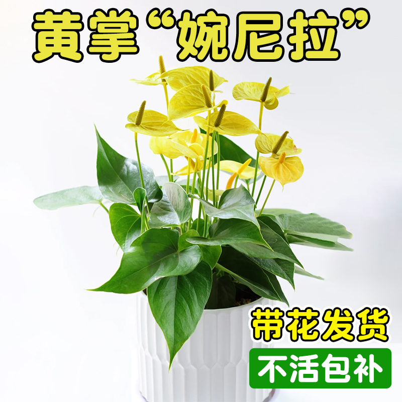 黄掌绿掌婉尼拉水培绿植彩掌客厅办公室内好养白掌花卉耐阴盆栽