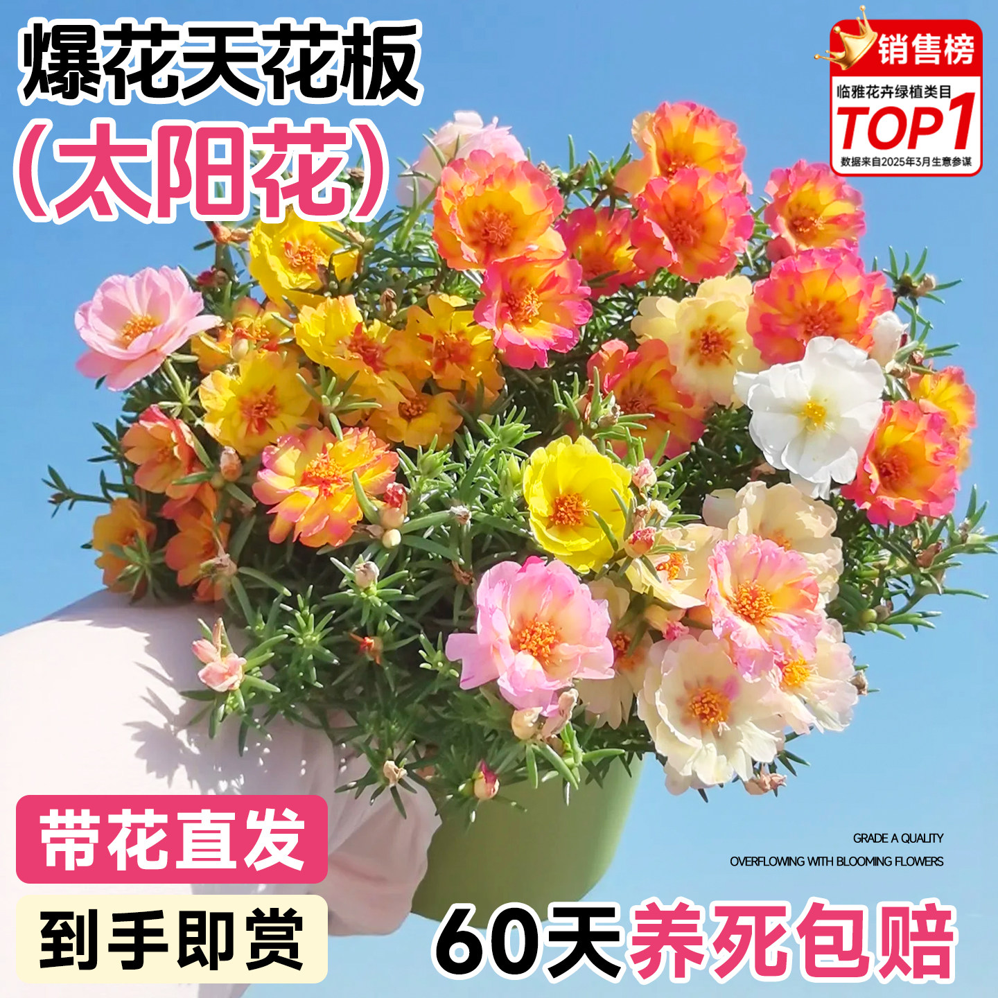 重瓣太阳花盆栽混色带根带土带花苞重瓣大花花苗室内好养易活