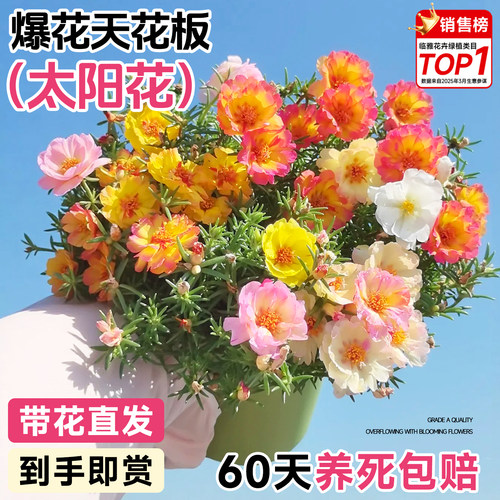 混色重瓣大花到手即赏