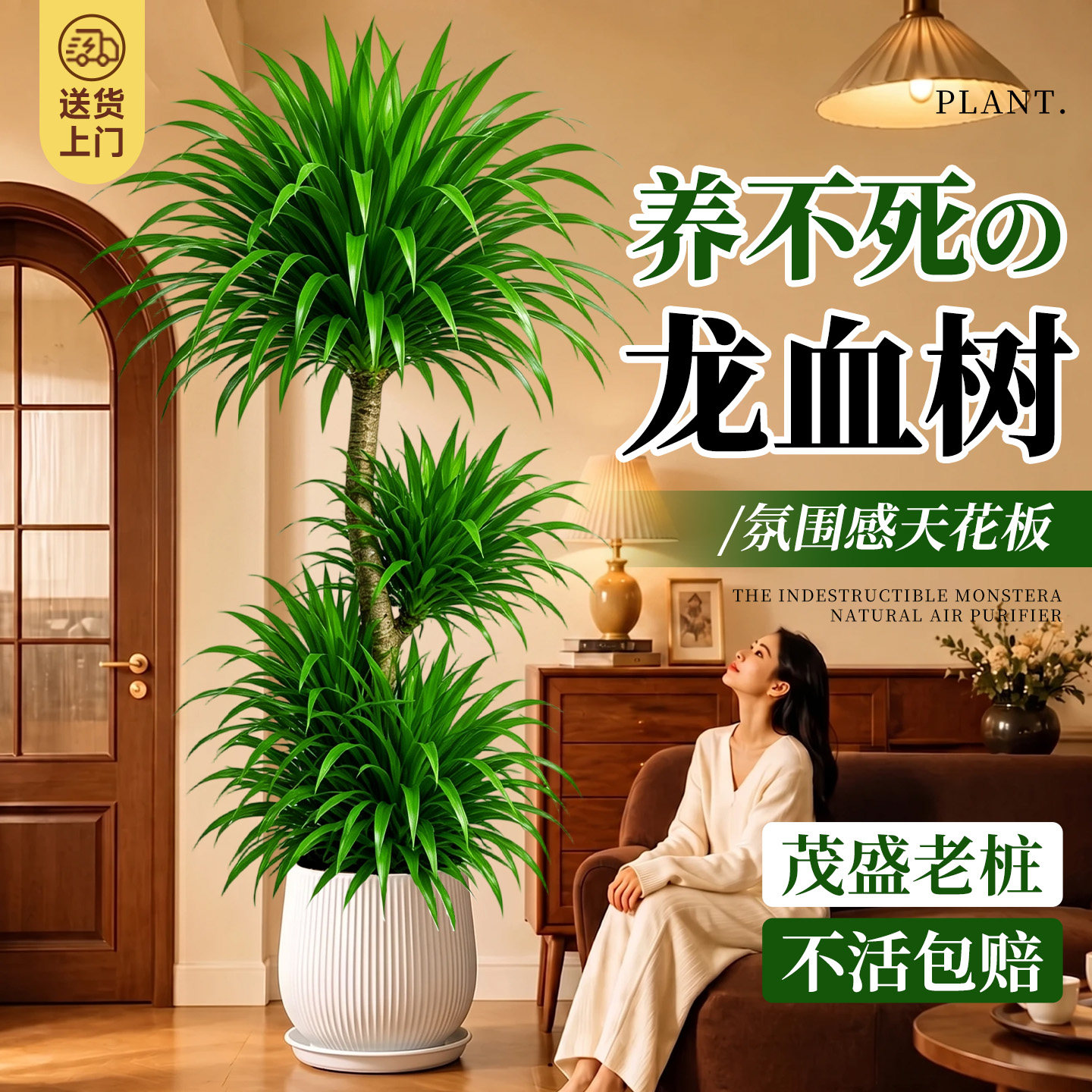 【茂盛老桩】5A特级龙血树图片