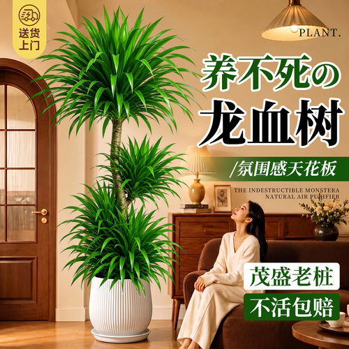 【茂盛老桩】5A特级龙血树