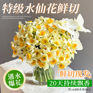 漳州水仙花鲜切花花枝种球冬季花卉盆栽水培植物室内插花年宵花