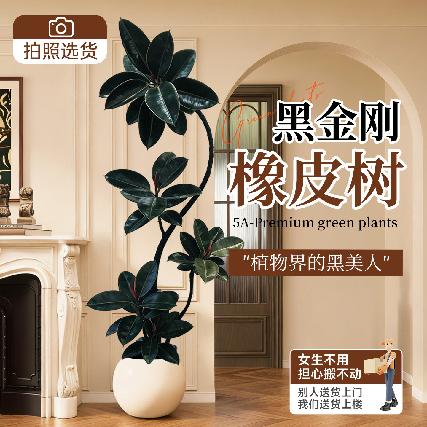 黑金刚橡皮树客厅大盆栽造型室内大型绿植好养四季办公室阳台植物,鲜花速递/花卉仿真/绿植园艺,大型绿植/成品组合盆栽,淘宝优惠券,粉丝福利购,淘宝优惠卷