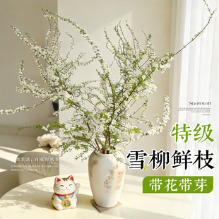 雪柳鲜枝带花苞水培植物室内好养干枝水养绿植龙柳云南鲜花卉直发