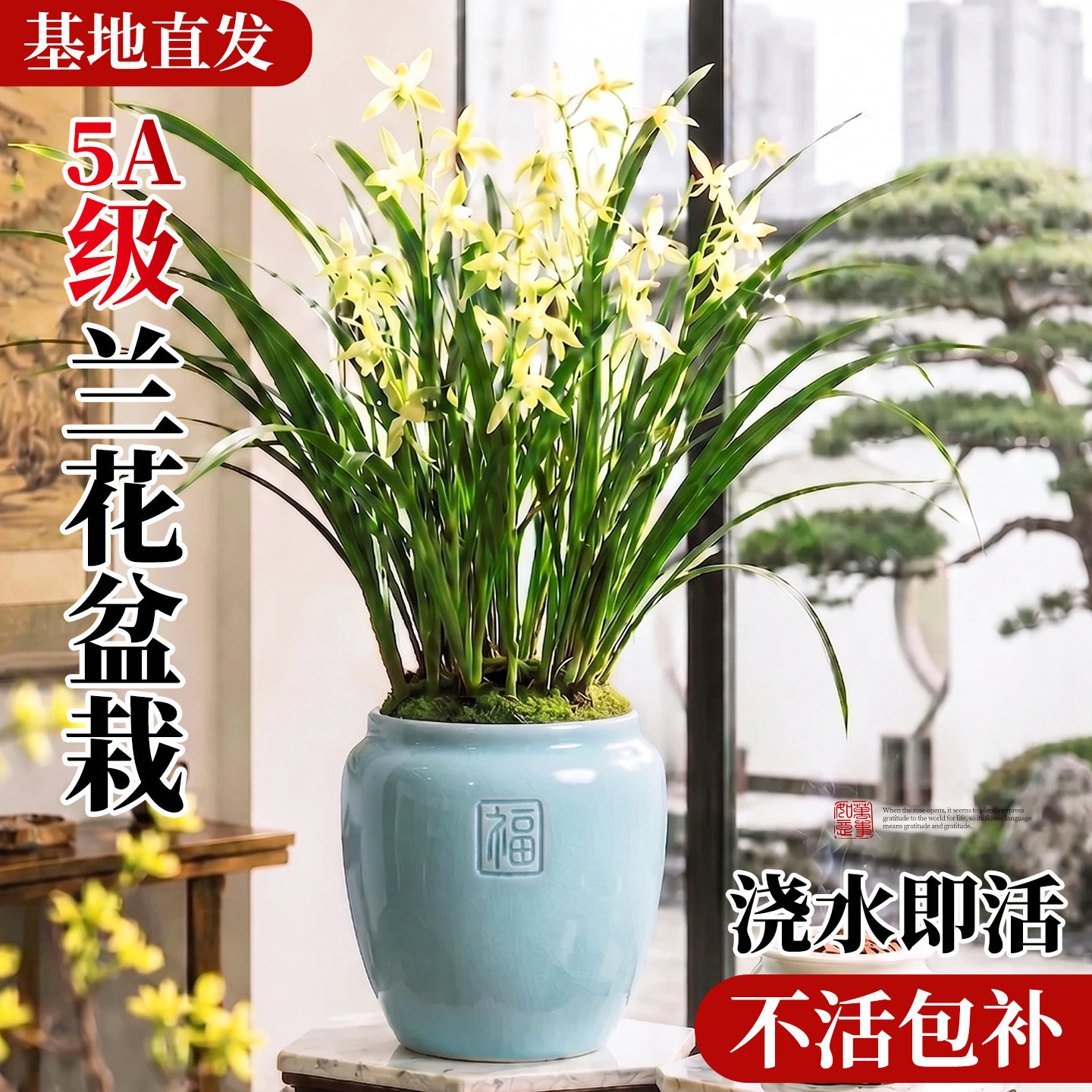 【基地直发】特级兰花不活包补图片