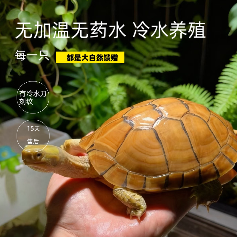 小青龟乌龟黄喉拟水龟苗北石微笑龟招财龟宠物龟小龟健康认主包邮