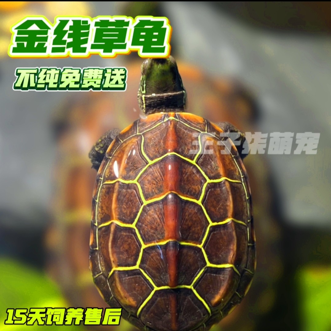 金线草龟活体健康外塘精品长寿龟观赏龟墨龟小青龟宠物小乌龟包邮,宠物/宠物食品及用品,龟/鳖,淘宝优惠券,粉丝福利购,淘宝优惠卷