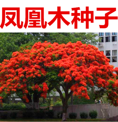 凤凰木种子热带林木树种红花楹树绿化苗种四季可播红花楹树金凤树