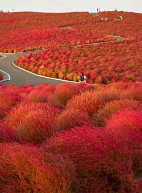 绿叶地肤种子园林景观绿化红叶地肤植物种子草花种子 扫帚草种子