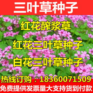 进口草坪种子暖季型草籽三叶酢浆草 红花三叶草 白花三叶草种子