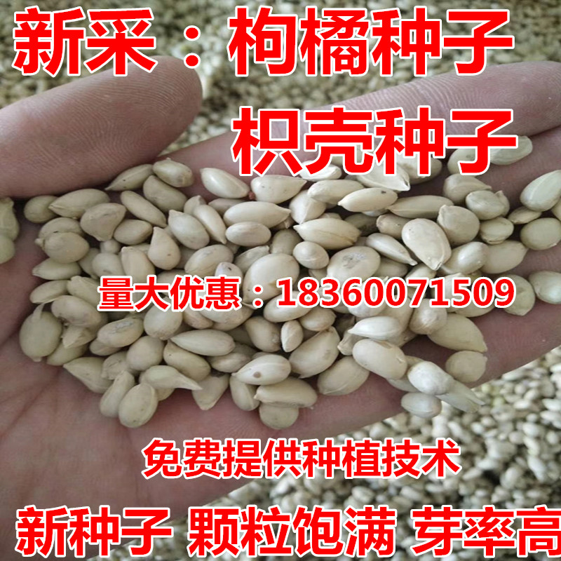 脐橙嫁接砧木种子枸橘