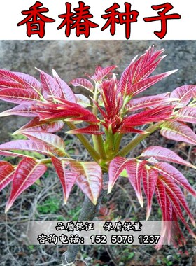 新采一级香椿种子红油香椿红香椿树红叶香椿芽种子食用香椿芽苗菜