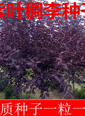 新采红叶李种子 紫叶李种子 紫叶稠李种紫叶李树苗红叶李树苗包邮