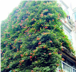 凌霄花苗阳台庭院绿化爬墙攀援花卉美国凌霄爬藤植物开花攀援植物
