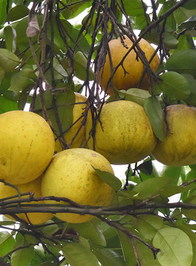 重庆特产梁平柚麻柚虎蜜柚梁山平顶柚口味甜中带苦麻农家老树柚