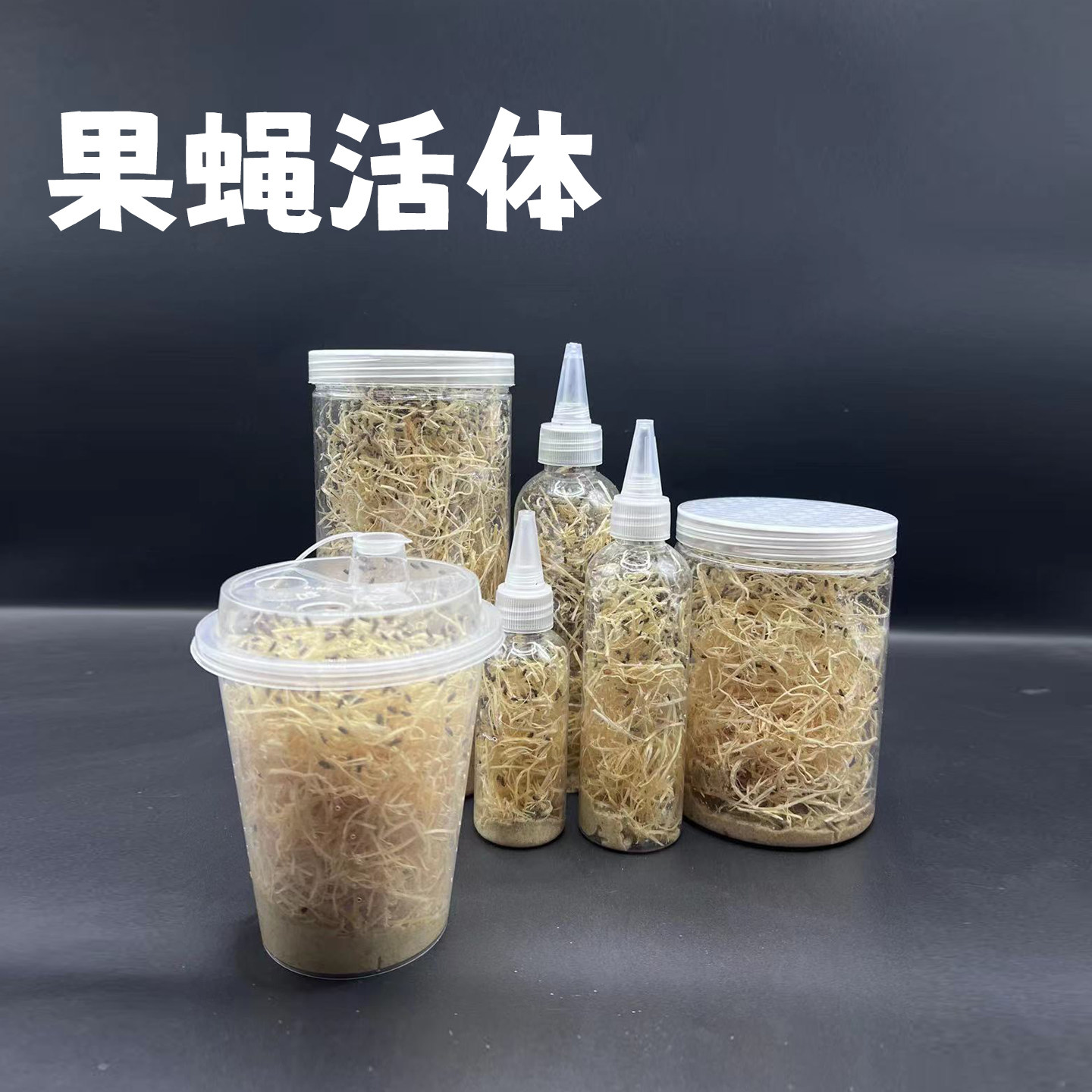 果蝇杯活体饲料螳螂跳蛛饲料大果蝇树蛙馒头蛙食物