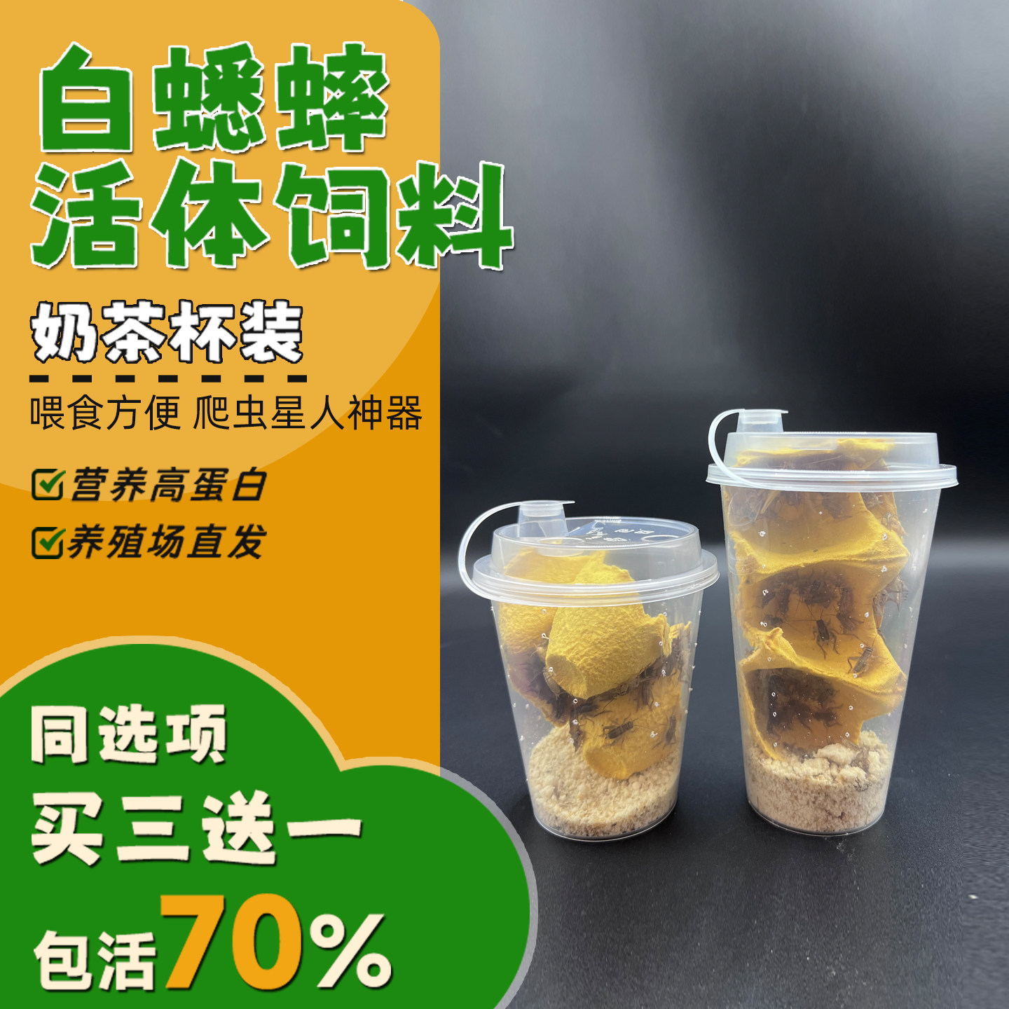 白蟋蟀活体饲料针头龙鱼角蛙守宫蜥蜴蜘蛛鸟食爬虫活食各种规格