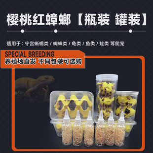 樱桃红蟑螂活体饲料樱桃蟑螂活虫幼体成体繁殖组守宫食物金龙鱼龟