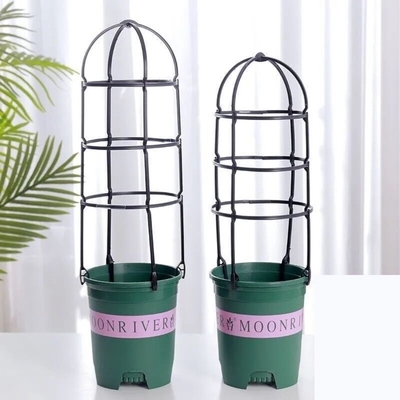 (买一送一)田园爬藤花架飘香藤铁线莲支架阳台室内家用爬藤植物