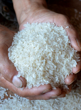 2025年新米泰顺农家大米晚稻米绿色自种不抛光不打蜡温州泰顺一店