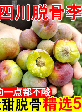 正宗四川半边红李子脱骨李茵红李当季新鲜脆红李新鲜水果包邮现摘
