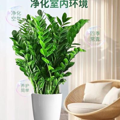 金钱树盆栽客厅大花盆绿植好养活花卉办公室招财树大花盆摇钱串子