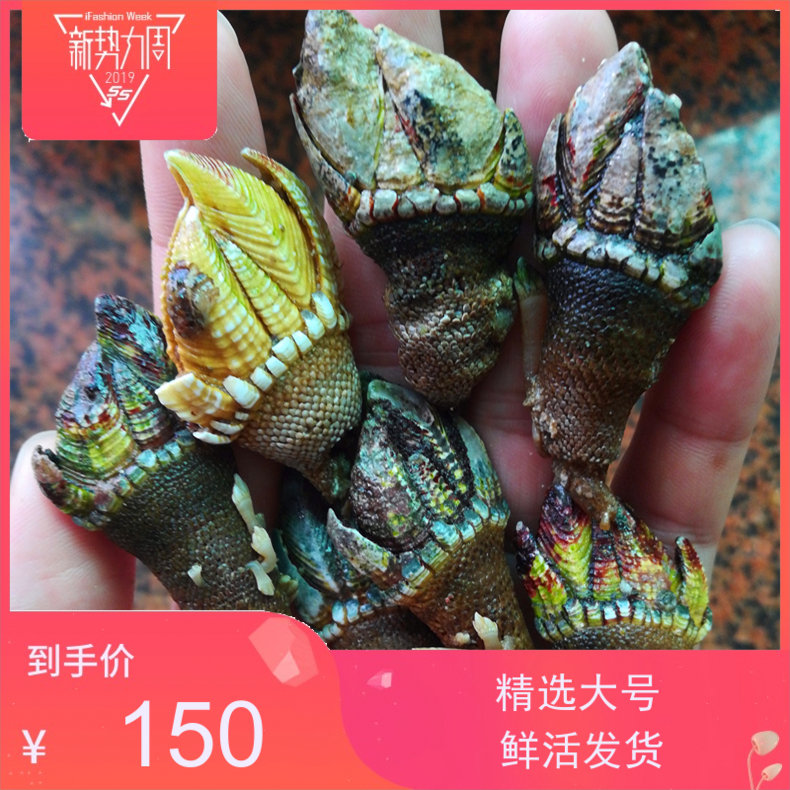 精选特大鲜活龟脚螺佛手螺鹅颈藤壶狗爪螺阳江市闸坡东平特产包邮|msdalam kategori daging perikanan/Buah-buahan segar dan sayur-sayuran/dimasak, makanan laut/produk akuatik/produk, lain - dari Buy2taobao.com untuk memberikan perkhidmatan ejen Taobao profesional membeli