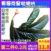 新鲜枇杷叶 原生态琵琶叶果园现摘现发半斤水果枇杷树叶包邮