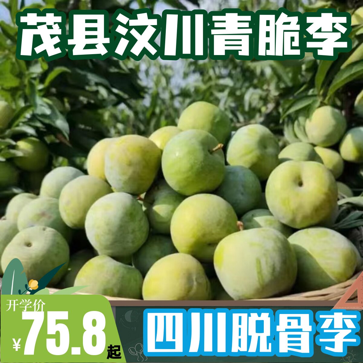 四川茂县汶川青脆李脱骨李空心土李子新鲜孕妇水果脆甜现摘中通
