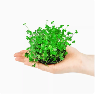 天胡荽前景水草鱼缸造景坨草淡水植物阴性水培活体真草装饰懒人