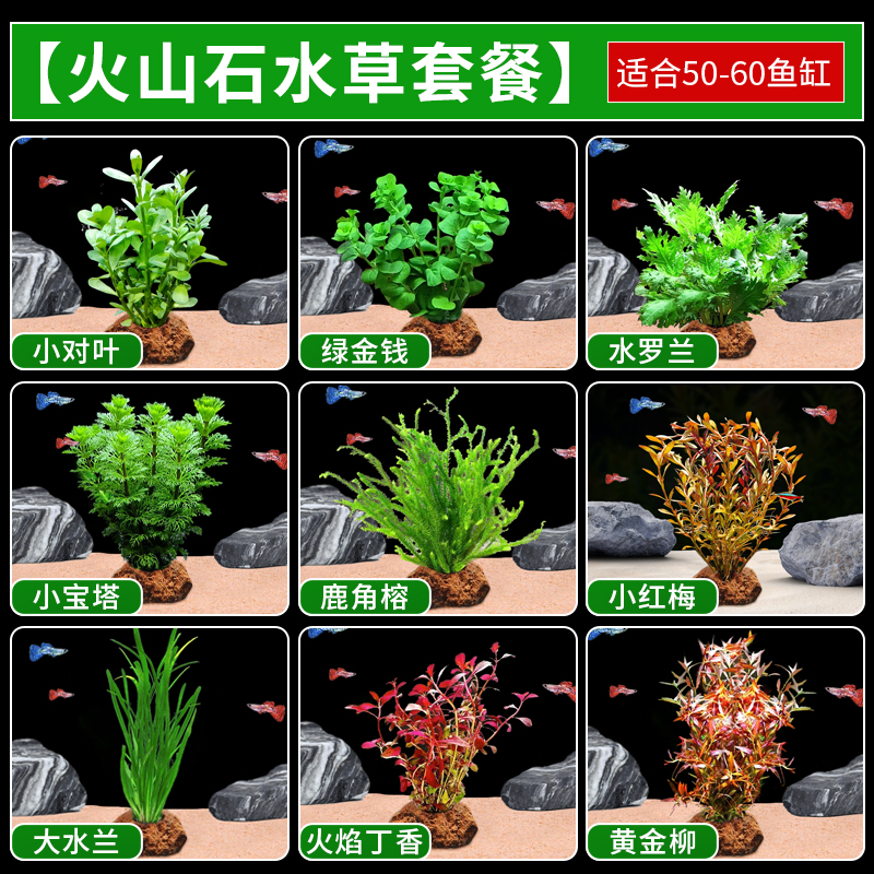 火山石水草植物鱼缸净化水质