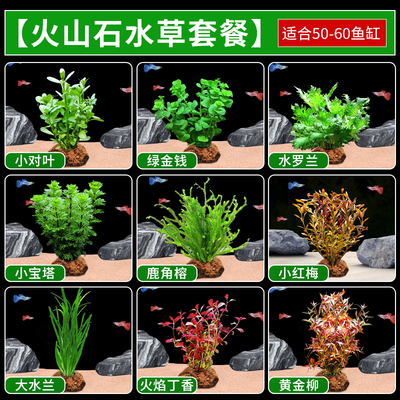 火山石水草植物鱼缸净化水质